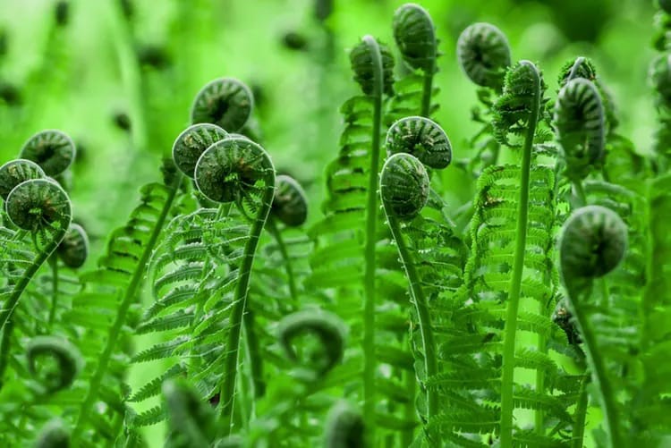 Fiddleheads Steve Swenson